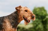 AIREDALE TERRIER 294